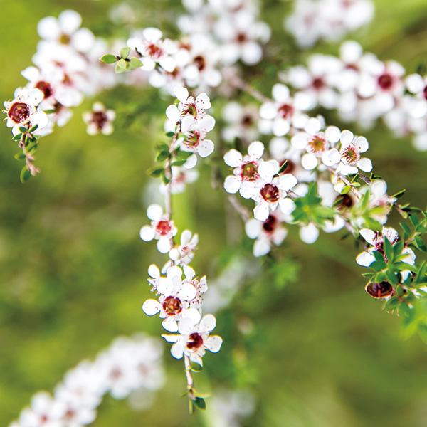 マヌカの花